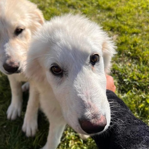 Esti, an adoptable Great Pyrenees in Bellevue, ID, 83313 | Photo Image 1