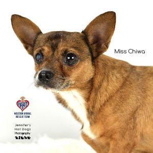 Miss Chiwa