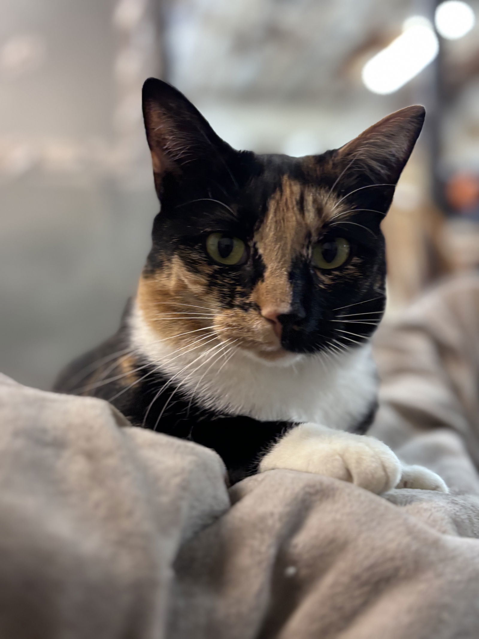 Lucille: Not at shelter (Barbe)