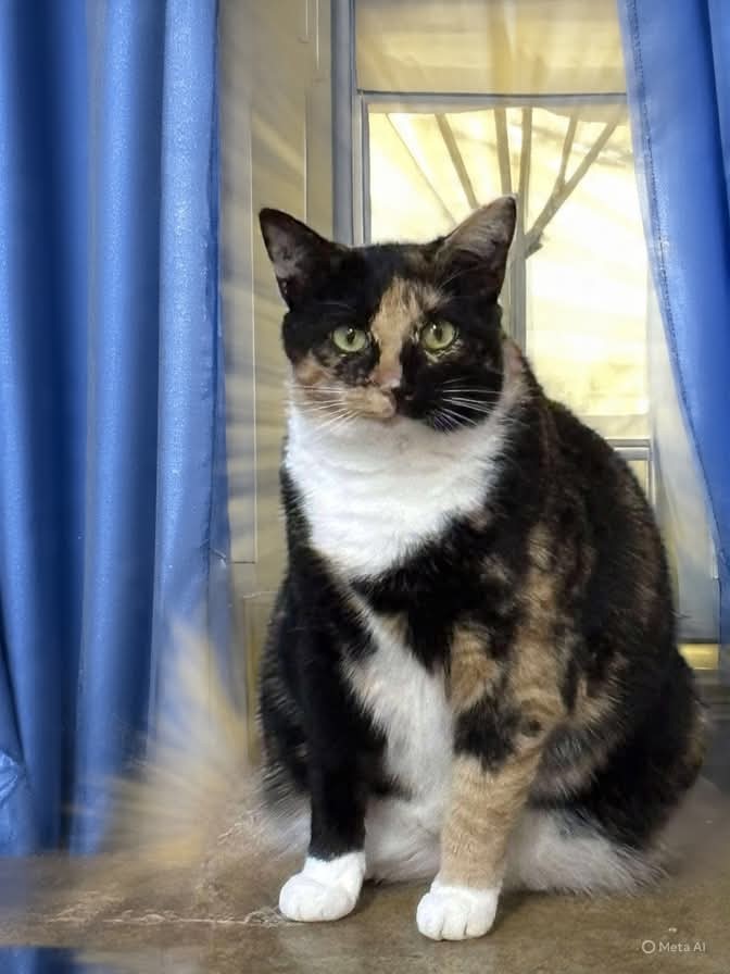 Lucille: Not at shelter (Barbe), an adoptable Domestic Short Hair in Rustburg, VA, 24588 | Photo Image 1