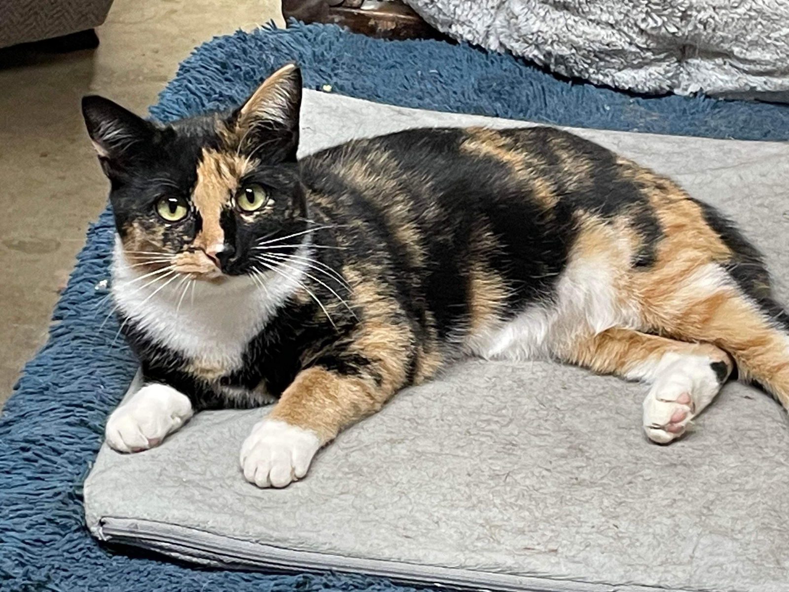 Lucille: Not at shelter (Barbe)