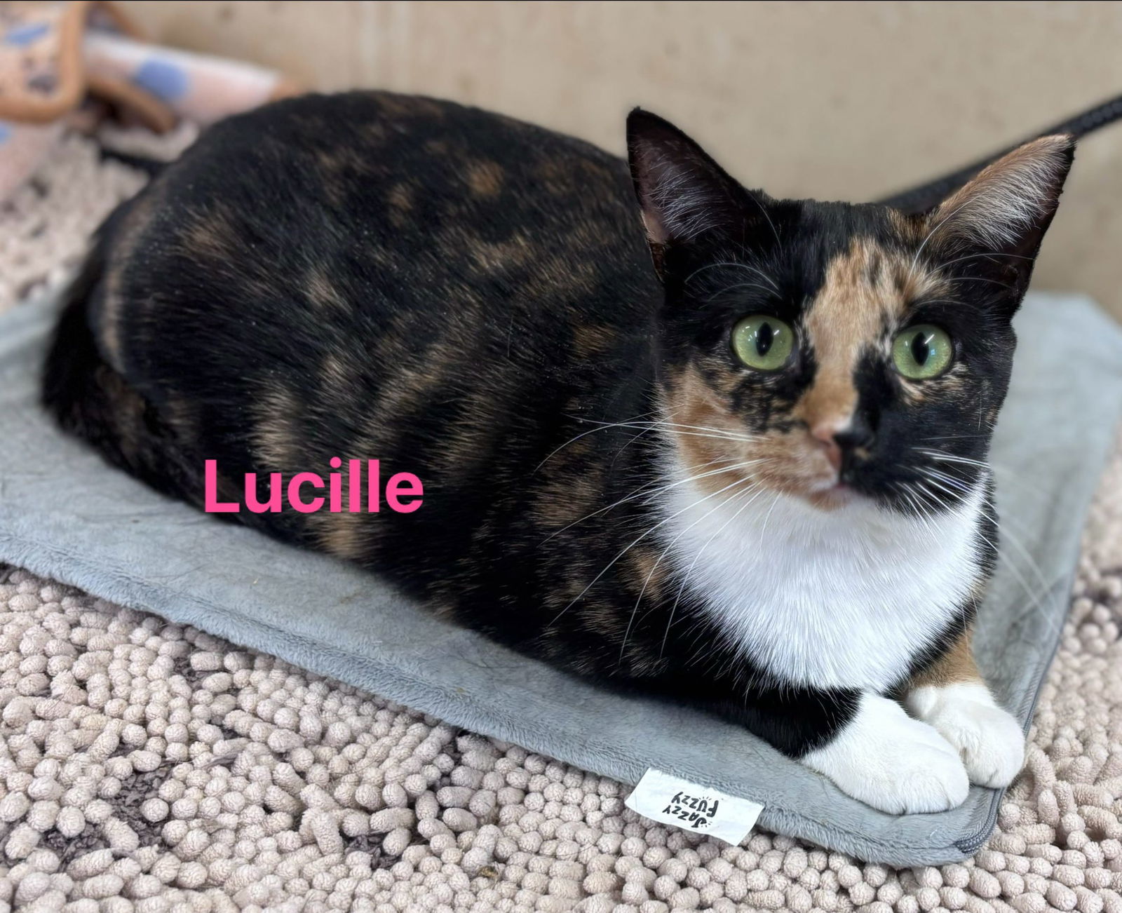 Lucille: Not at shelter (Barbe), an adoptable Domestic Short Hair in Rustburg, VA, 24588 | Photo Image 3