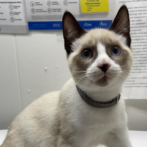 Bobble, an adoptable Domestic Short Hair, Snowshoe in Redwood Valley, CA, 95470 | Photo Image 2