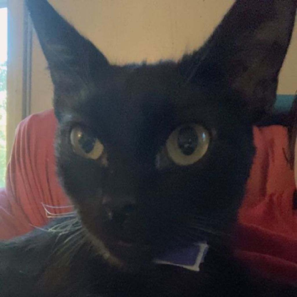 Charlie, an adoptable Domestic Short Hair in Lynchburg, VA, 24502 | Photo Image 1