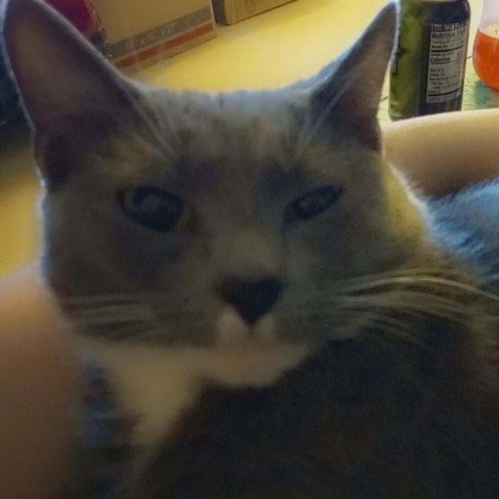 Lola, an adoptable Domestic Short Hair in Lynchburg, VA, 24502 | Photo Image 1