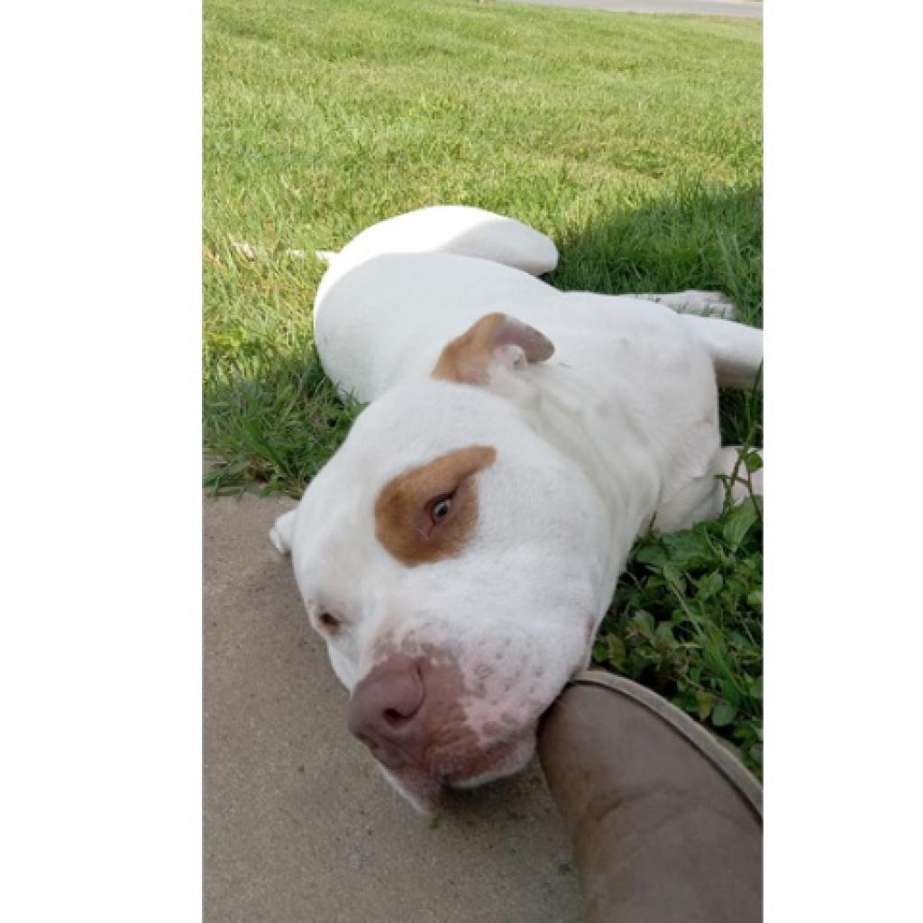 Angel - MISSING, an adoptable Pit Bull Terrier in Lynchburg, VA, 24502 | Photo Image 1