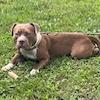 Lucky - MISSING, an adoptable English Bulldog in Lynchburg, VA, 24502 | Photo Image 1