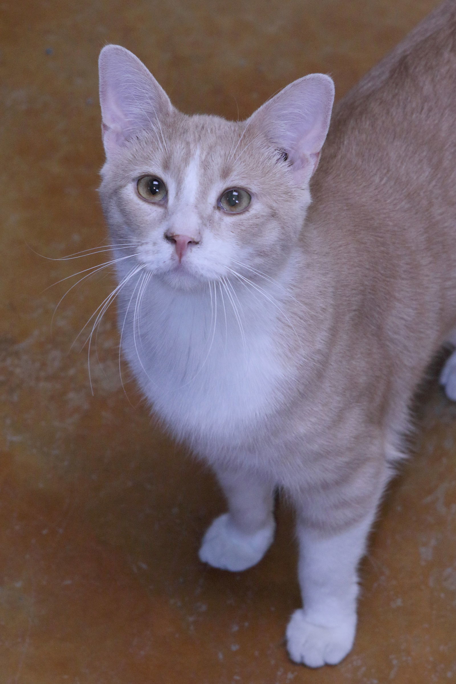 Hudson, an adoptable Domestic Short Hair in Austin, MN, 55912 | Photo Image 1