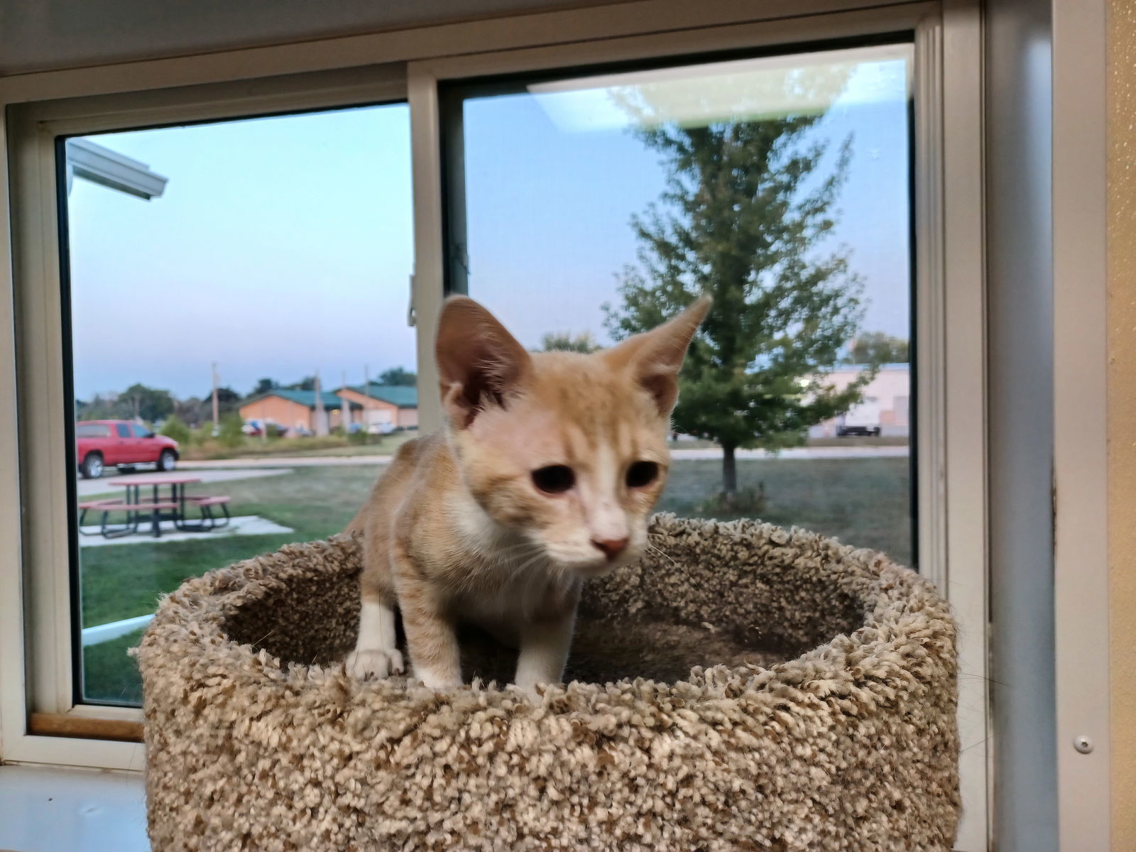 Hudson, an adoptable Domestic Short Hair in Austin, MN, 55912 | Photo Image 2