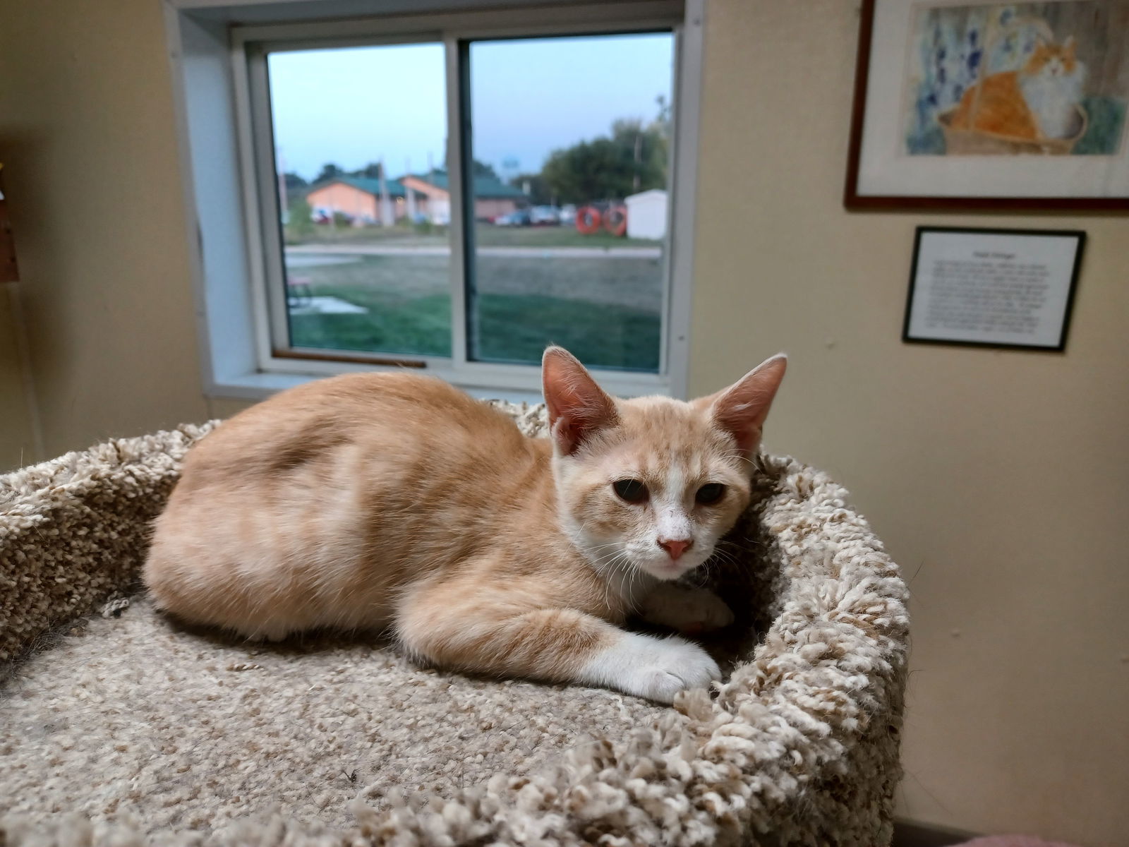 Hudson, an adoptable Domestic Short Hair in Austin, MN, 55912 | Photo Image 3