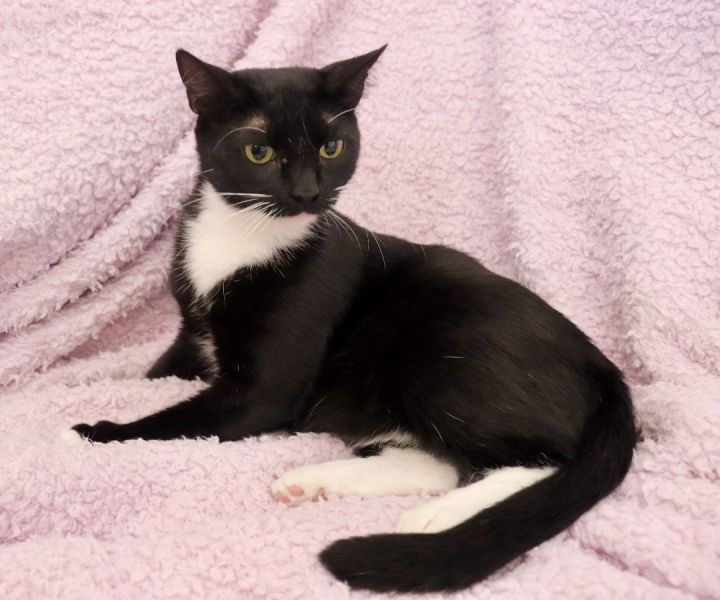 Cocoa, an adoptable Tuxedo Mix in Saint Augustine, FL_image-4