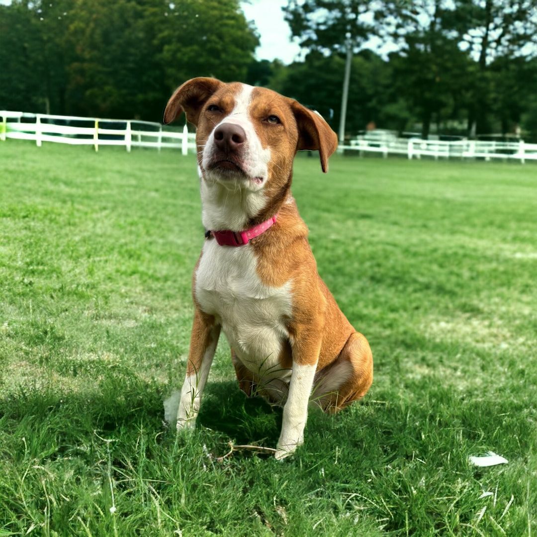 Berkely, an adoptable Labrador Retriever in Williston, VT, 05495 | Photo Image 3