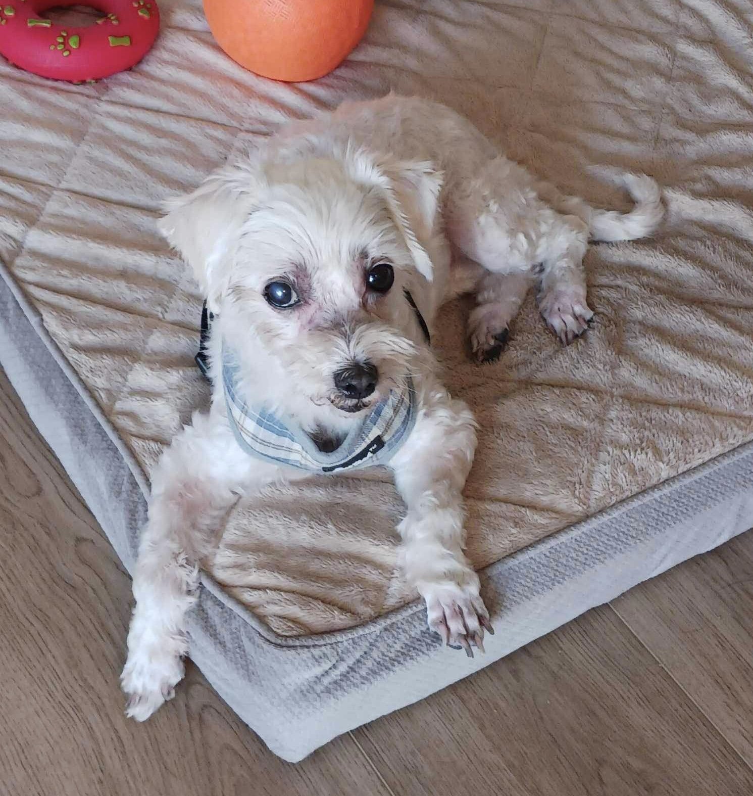 Ellie May *Foster to Adopt*, an adoptable Maltese, Poodle in Ashville, OH, 43103 | Photo Image 1