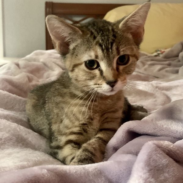 Jichael - J kitten female