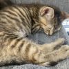 Jichael - J kitten female