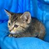 Jichael - J kitten female