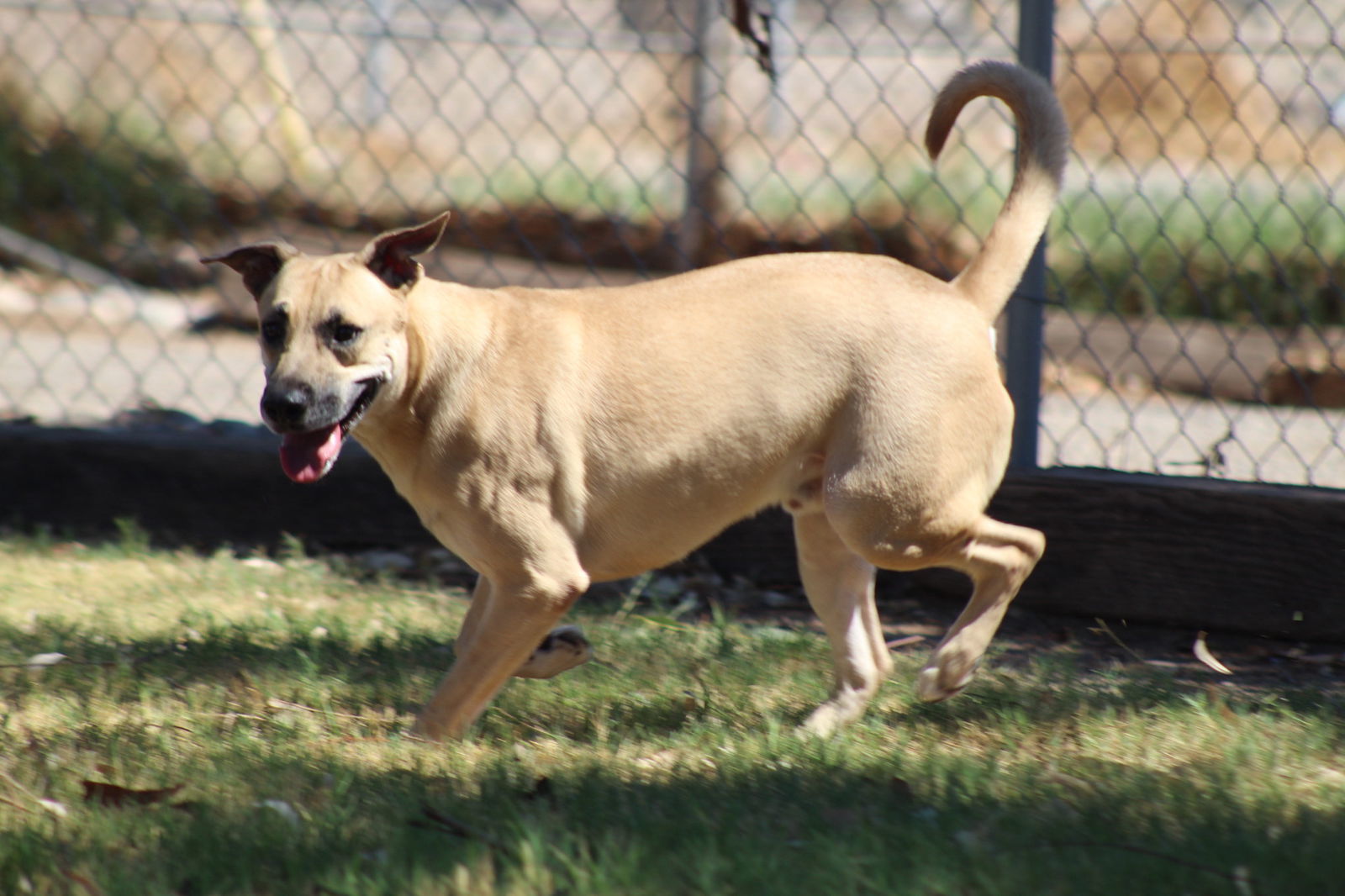 Skip, an adoptable Shepherd in El Centro, CA, 92243 | Photo Image 1