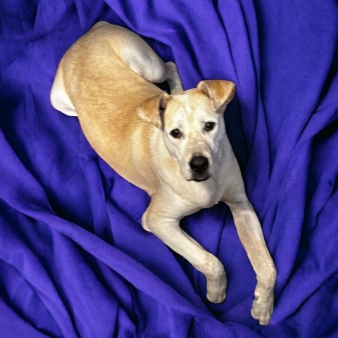 Drifter - PAWS, an adoptable Mixed Breed in Las Cruces, NM, 88001 | Photo Image 1