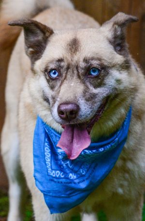 Doli, Senior Female unknown