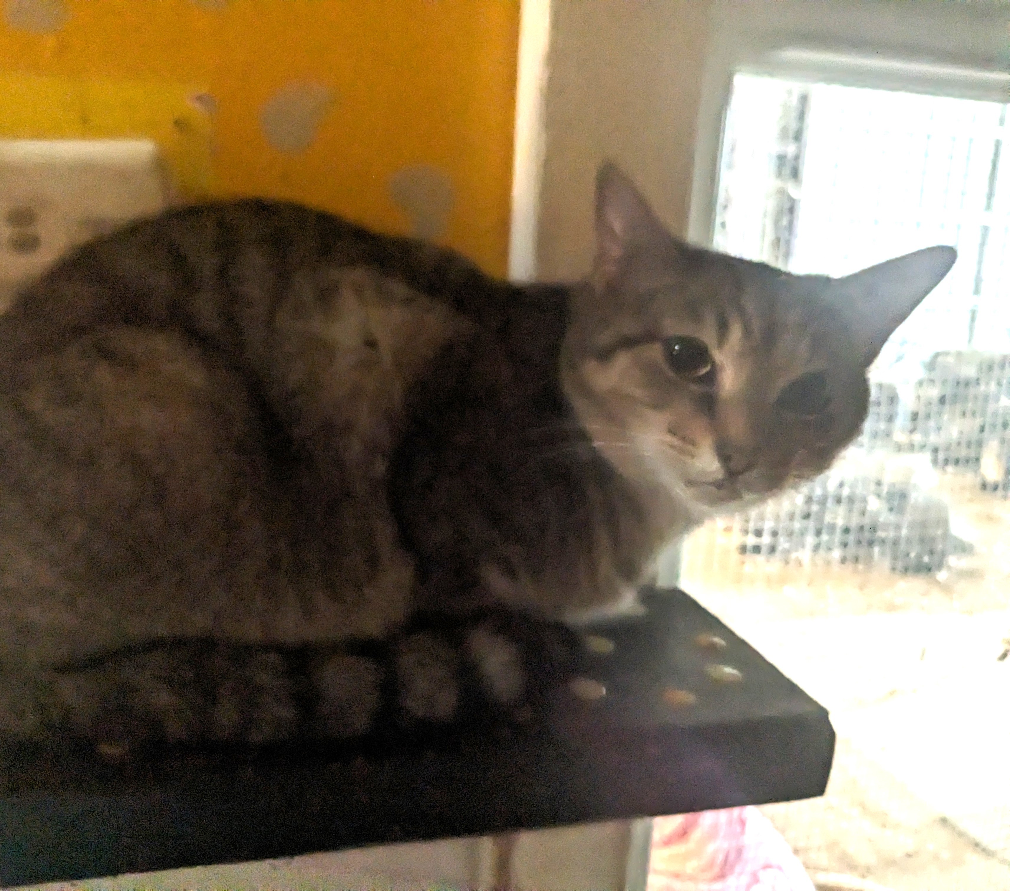 Aspen, an adoptable Domestic Short Hair in Springfield, IL, 62701 | Photo Image 1