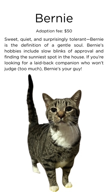 Bernie, an adoptable Domestic Short Hair in Springfield, IL, 62701 | Photo Image 1