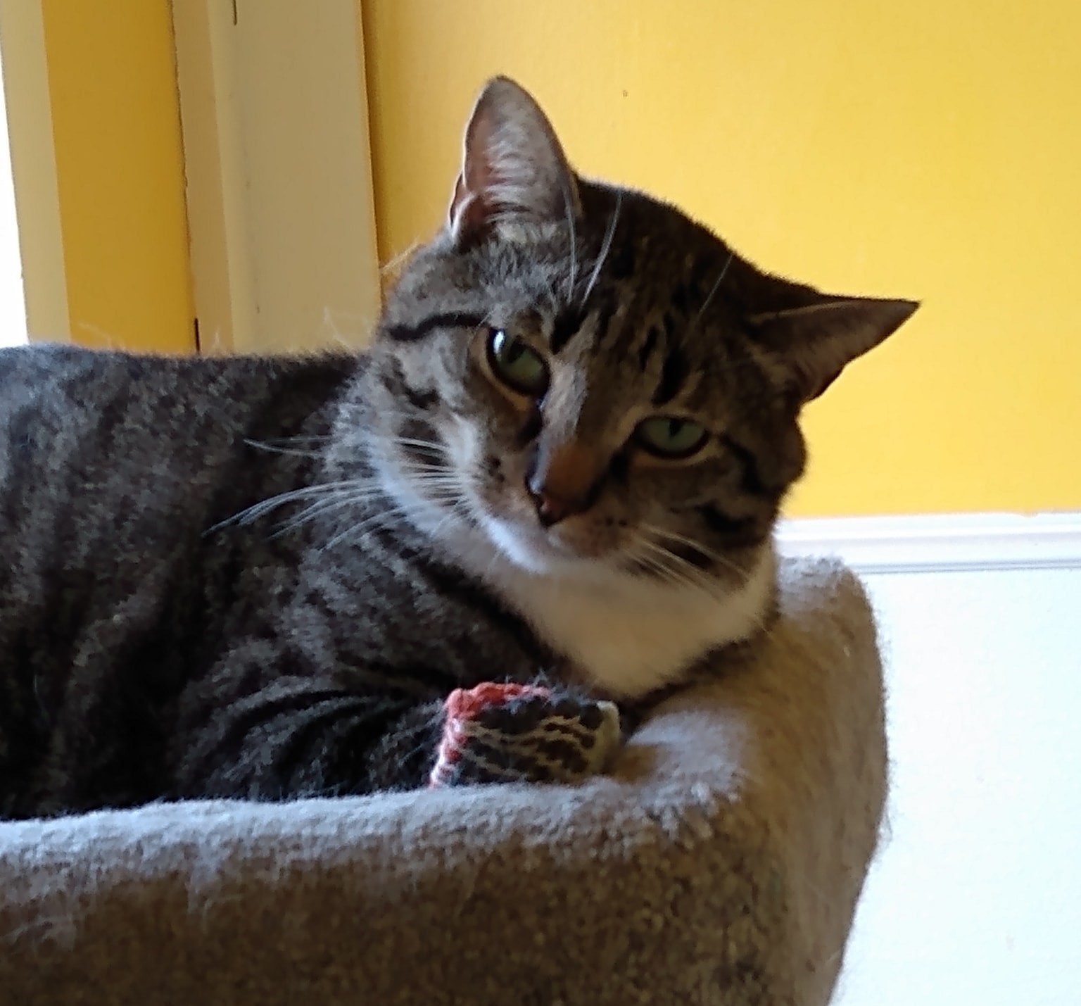 Bernie, an adoptable Domestic Short Hair in Springfield, IL, 62701 | Photo Image 2