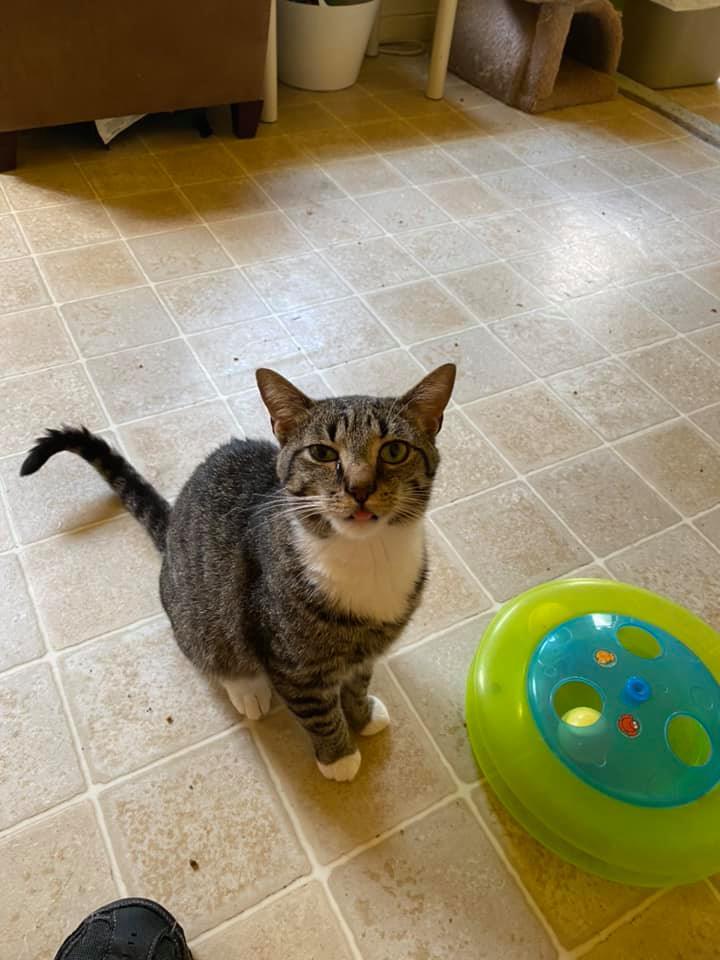 Bernie, an adoptable Domestic Short Hair in Springfield, IL, 62701 | Photo Image 3