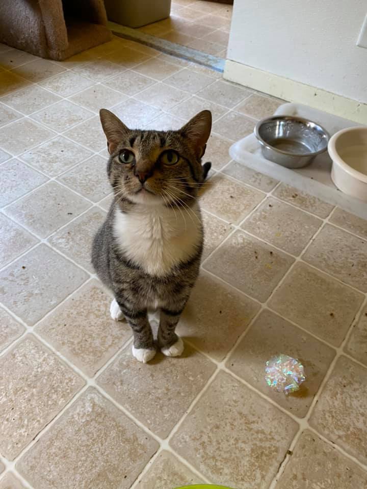 Bernie, an adoptable Domestic Short Hair in Springfield, IL, 62701 | Photo Image 4