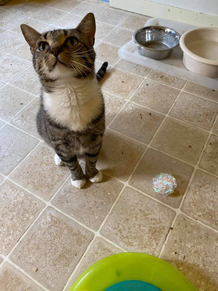 Bernie, an adoptable Domestic Short Hair in Springfield, IL, 62701 | Photo Image 5