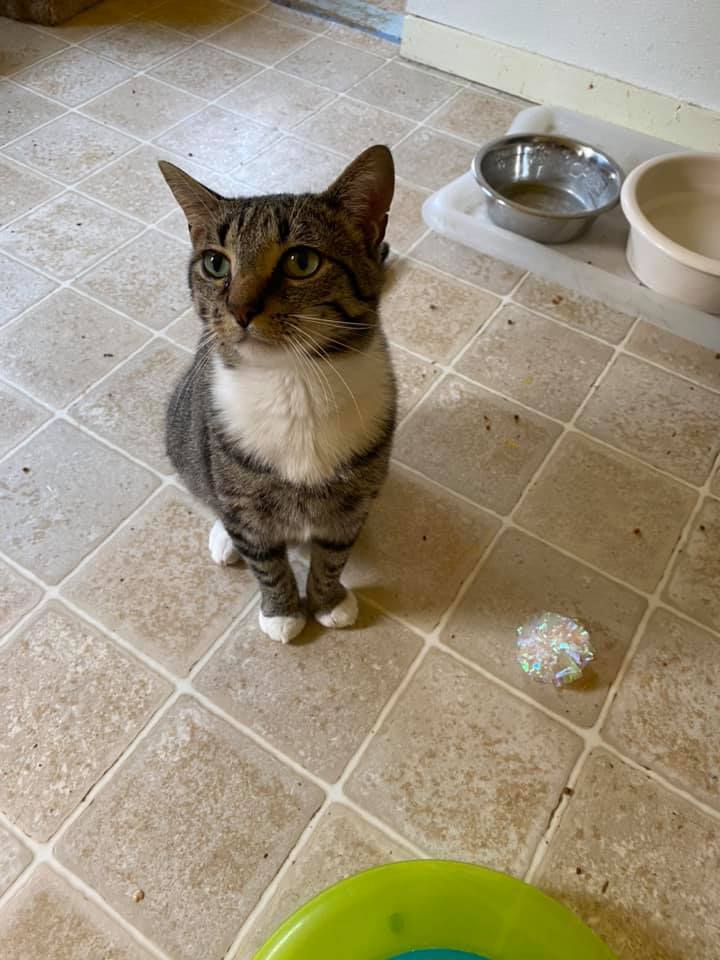 Bernie, an adoptable Domestic Short Hair in Springfield, IL, 62701 | Photo Image 6