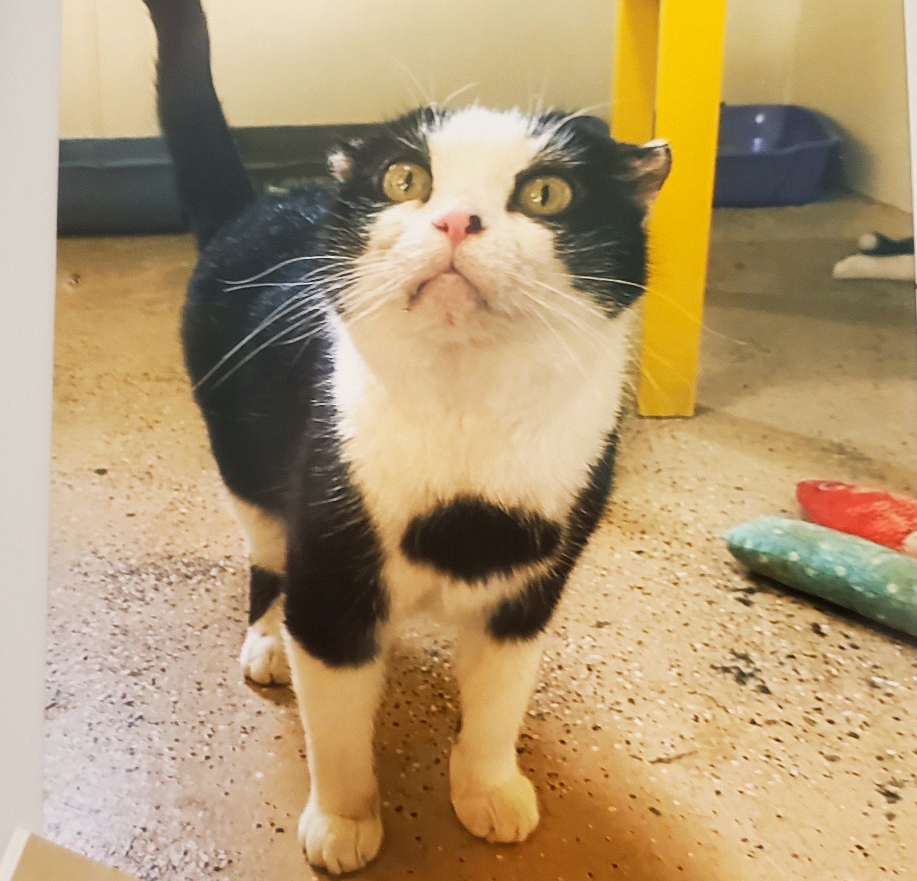 Carlos, an adoptable Domestic Short Hair in Springfield, IL, 62701 | Photo Image 1