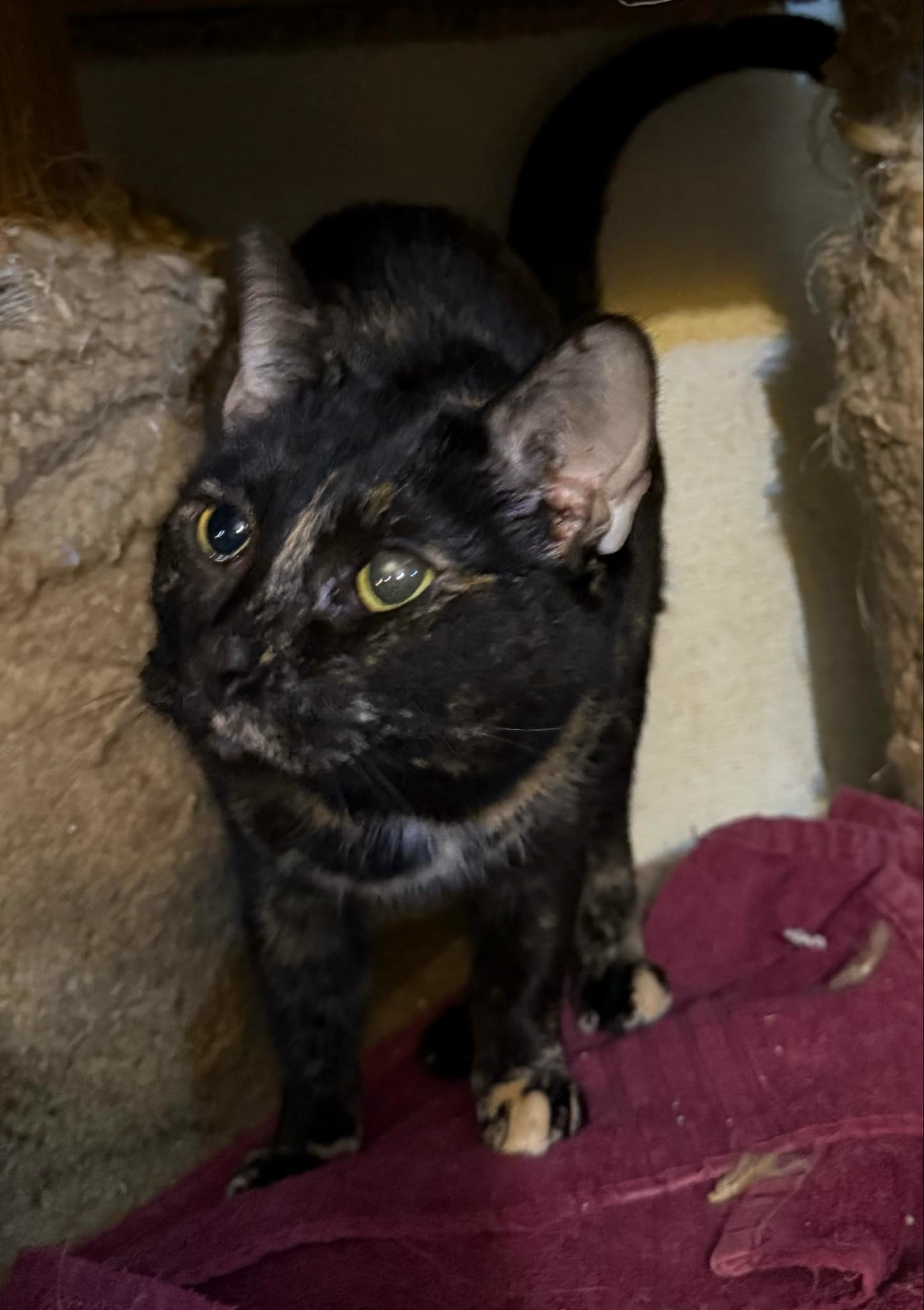 Bree, an adoptable Domestic Short Hair in Springfield, IL, 62701 | Photo Image 1