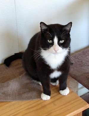 Sylvester, Adult Male Domestic Short Hair