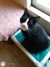 Sylvester photo 2