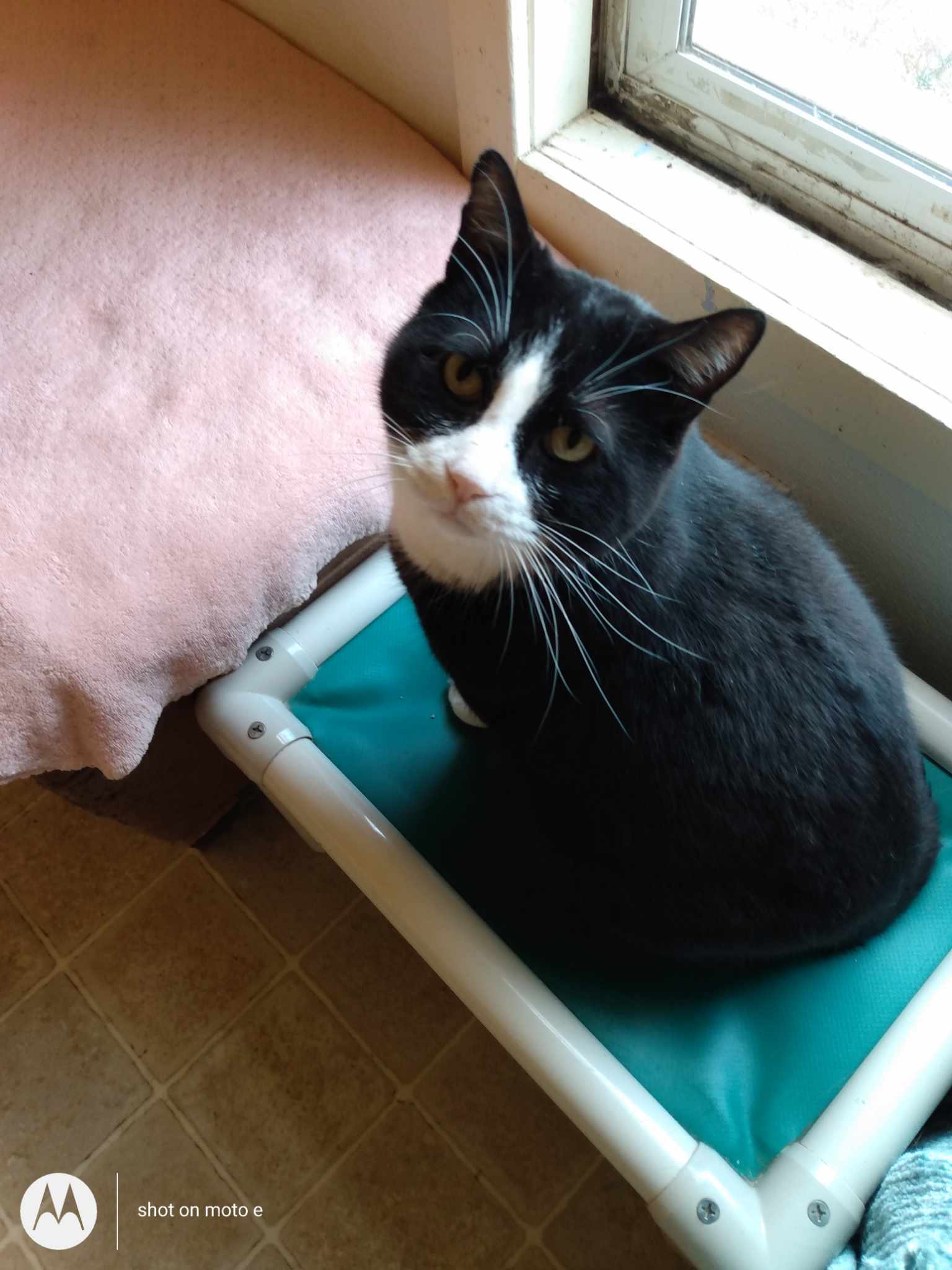 Sylvester, an adoptable Domestic Short Hair in Springfield, IL, 62701 | Photo Image 2