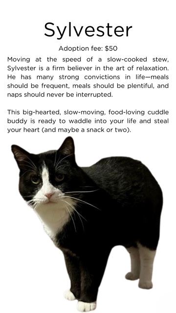 Sylvester, an adoptable Domestic Short Hair in Springfield, IL, 62701 | Photo Image 3