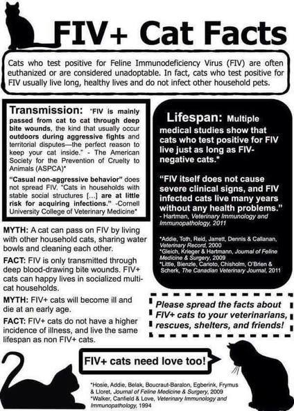 Sylvester, an adoptable Domestic Short Hair in Springfield, IL, 62701 | Photo Image 4