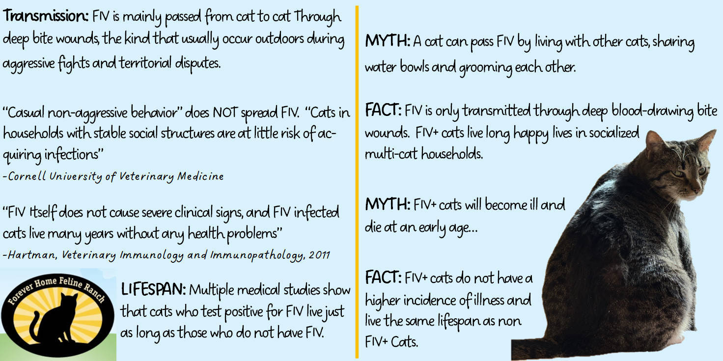 Sylvester, an adoptable Domestic Short Hair in Springfield, IL, 62701 | Photo Image 5