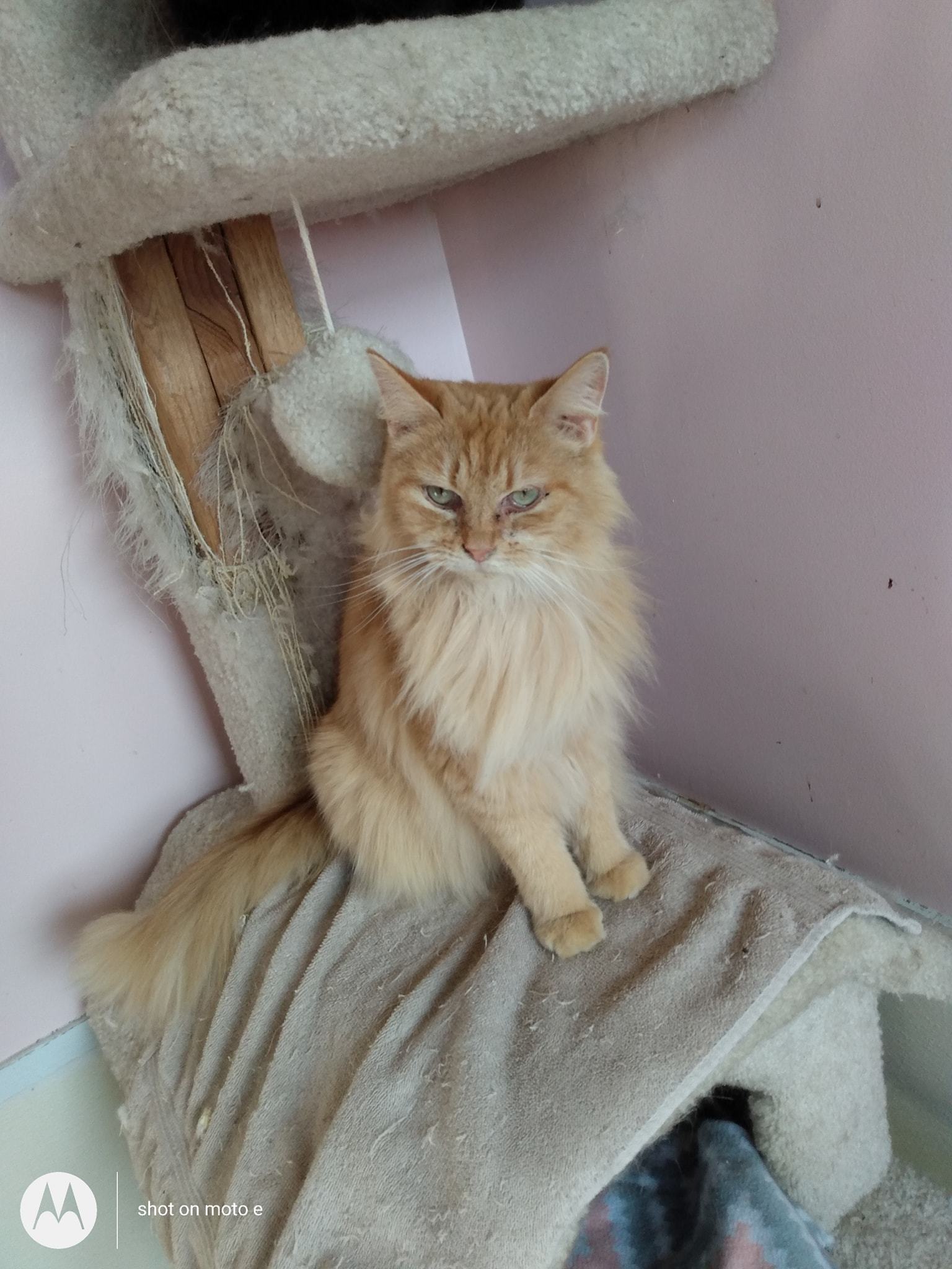 Shasta, an adoptable Domestic Long Hair in Springfield, IL, 62701 | Photo Image 1