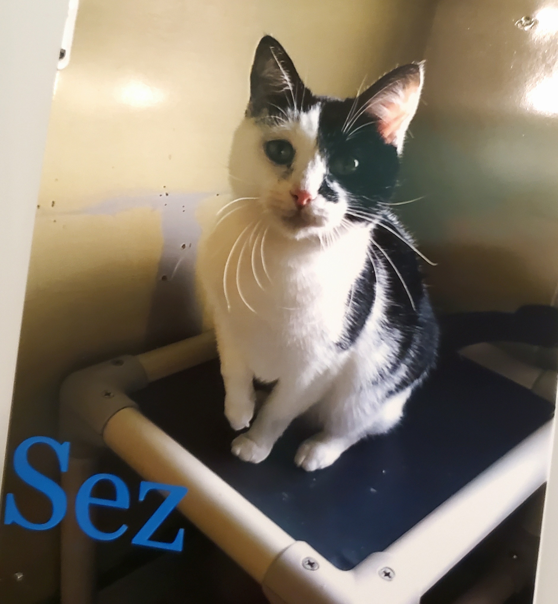 Sez, an adoptable Domestic Short Hair in Springfield, IL, 62701 | Photo Image 1