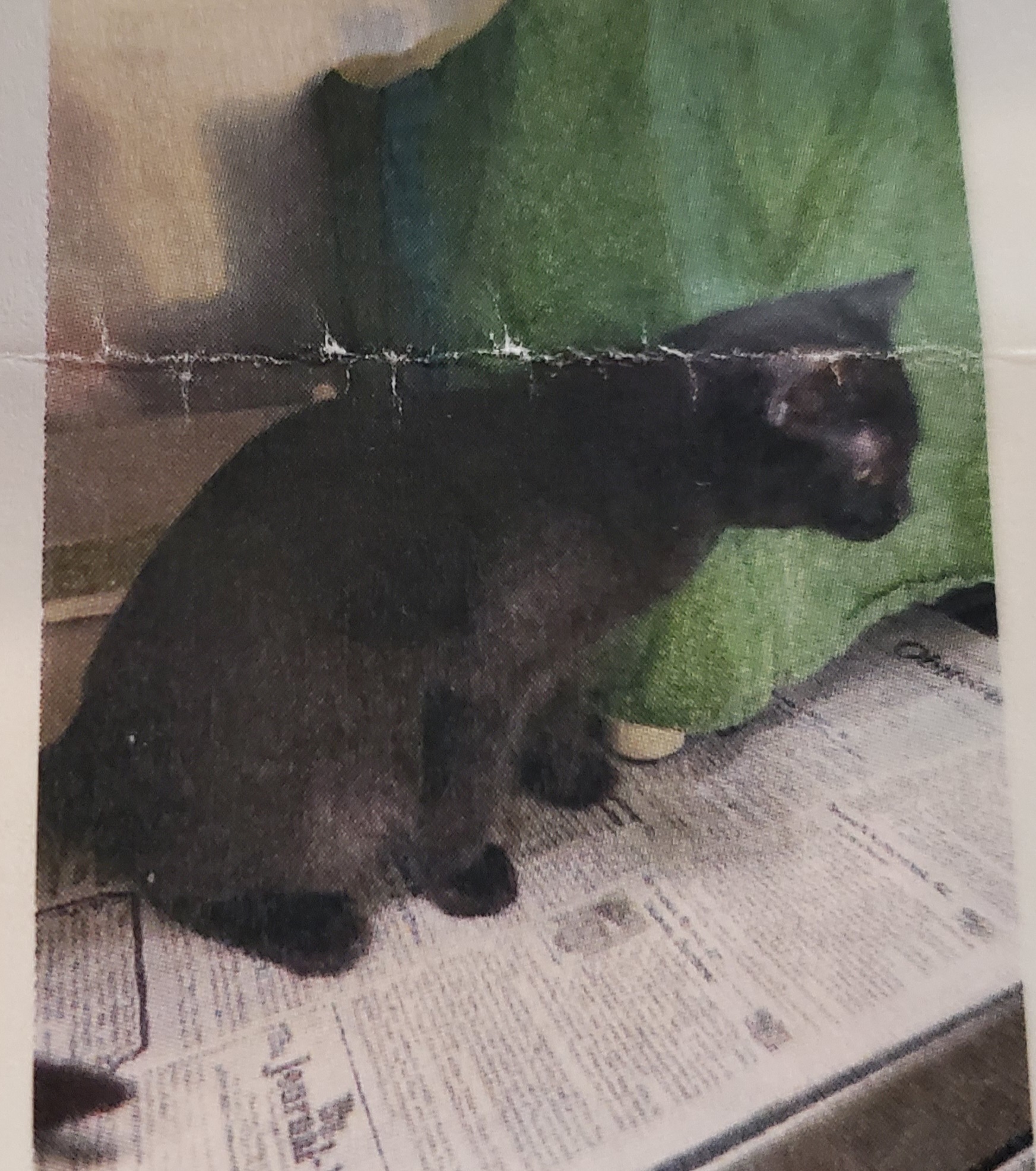 Raven, an adoptable Domestic Short Hair in Springfield, IL, 62701 | Photo Image 1