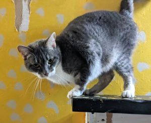 Brinley, Adult Female Domestic Short Hair