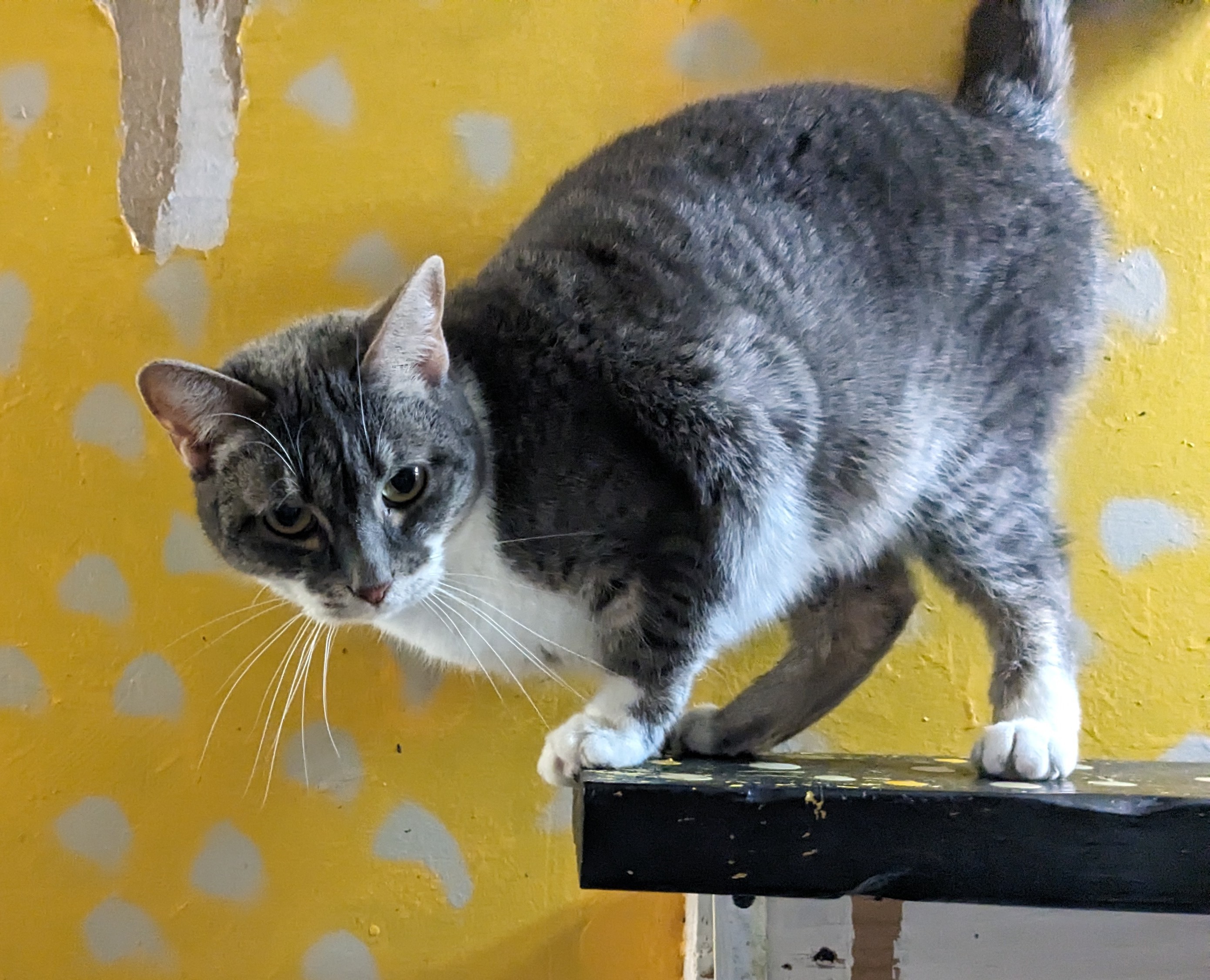 Brinley, an adoptable Domestic Short Hair in Springfield, IL, 62701 | Photo Image 1