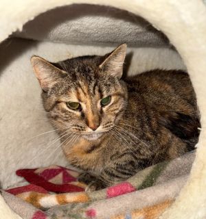 Tessa, Adult Female Domestic Short Hair