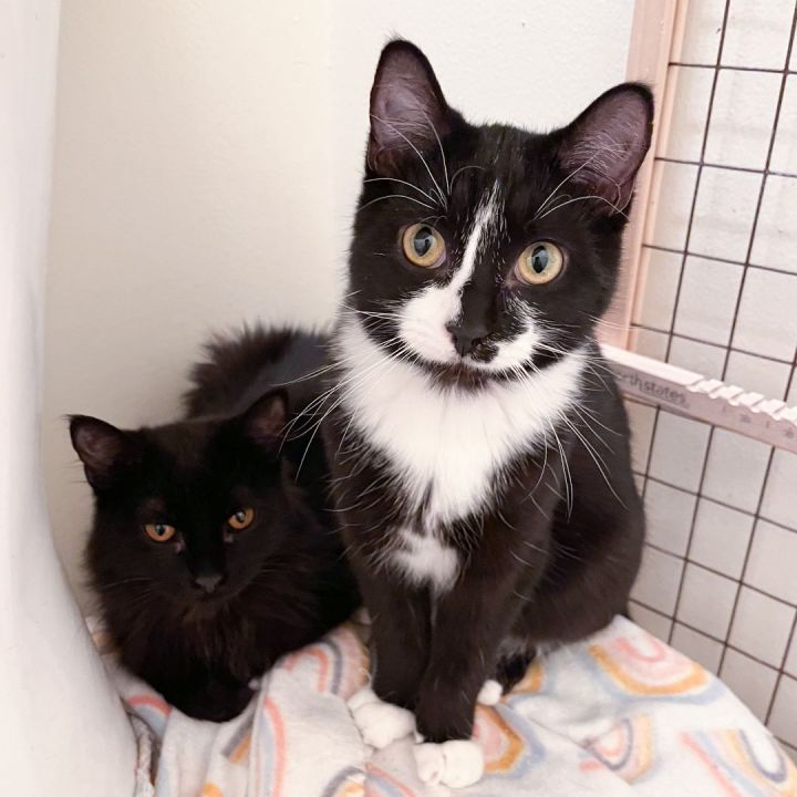 Archer and Pluto (Bonded Pair), an adopted Domestic Medium Hair Mix in Minneapolis, MN_image-1