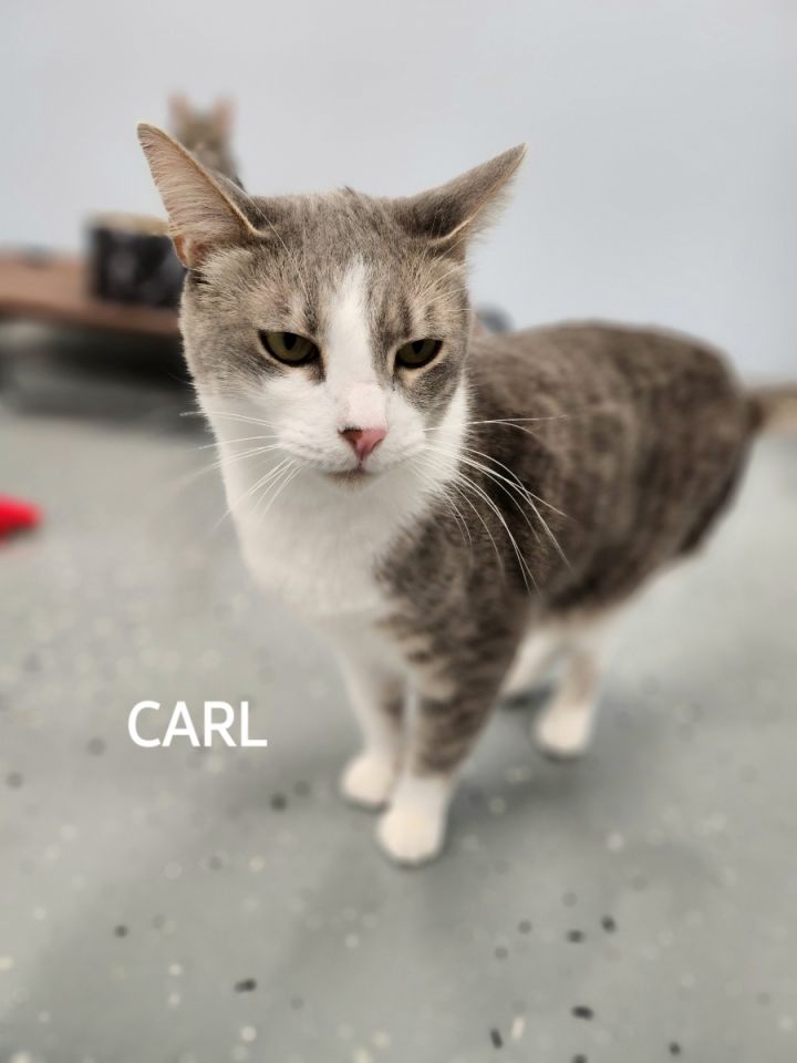 Carl 1