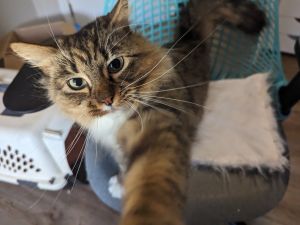 Ophelia, Adult Female Domestic Medium Hair