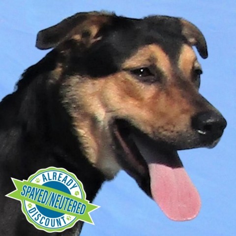 Chevrolet, an adoptable Mixed Breed in Las Cruces, NM, 88012 | Photo Image 1