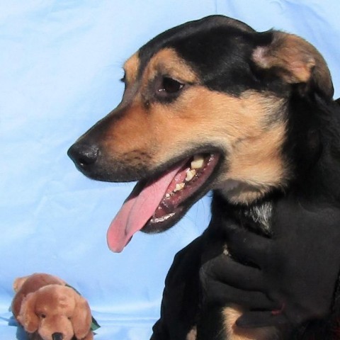 Chevrolet, an adoptable Mixed Breed in Las Cruces, NM, 88012 | Photo Image 4