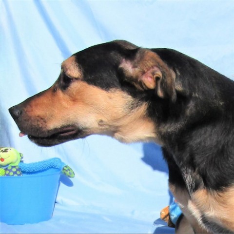 Chevrolet, an adoptable Mixed Breed in Las Cruces, NM, 88012 | Photo Image 6